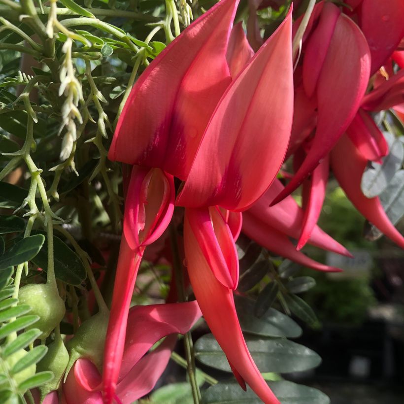 Clianthus puniceus Flamingo - Pince de Homard (Flowering)