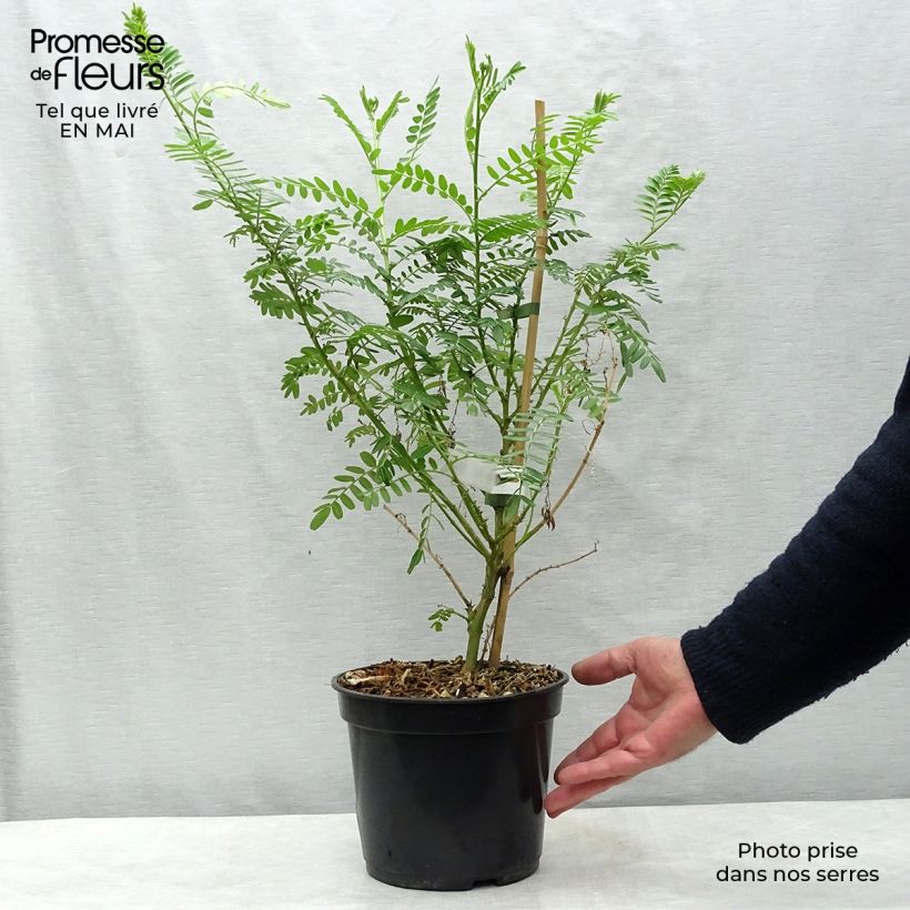 Example of Clianthus puniceus Kaka King - Pince de Homard Pot de 4L/5L as you get in printemps