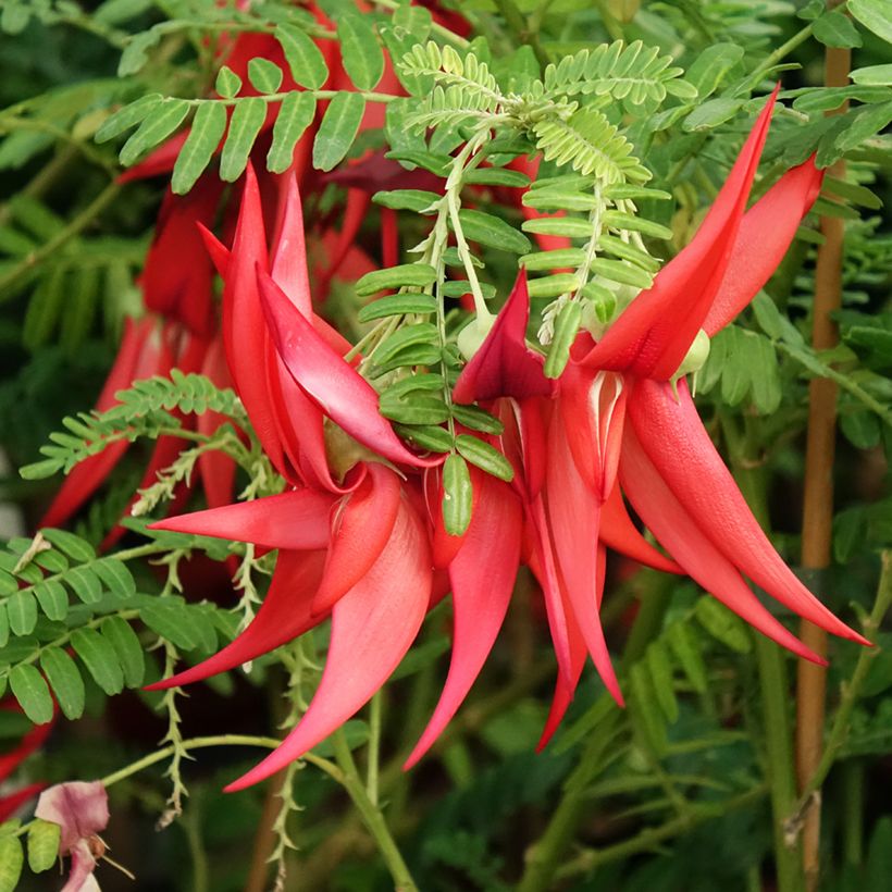 Clianthus puniceus Kaka King - Pince de Homard (Flowering)