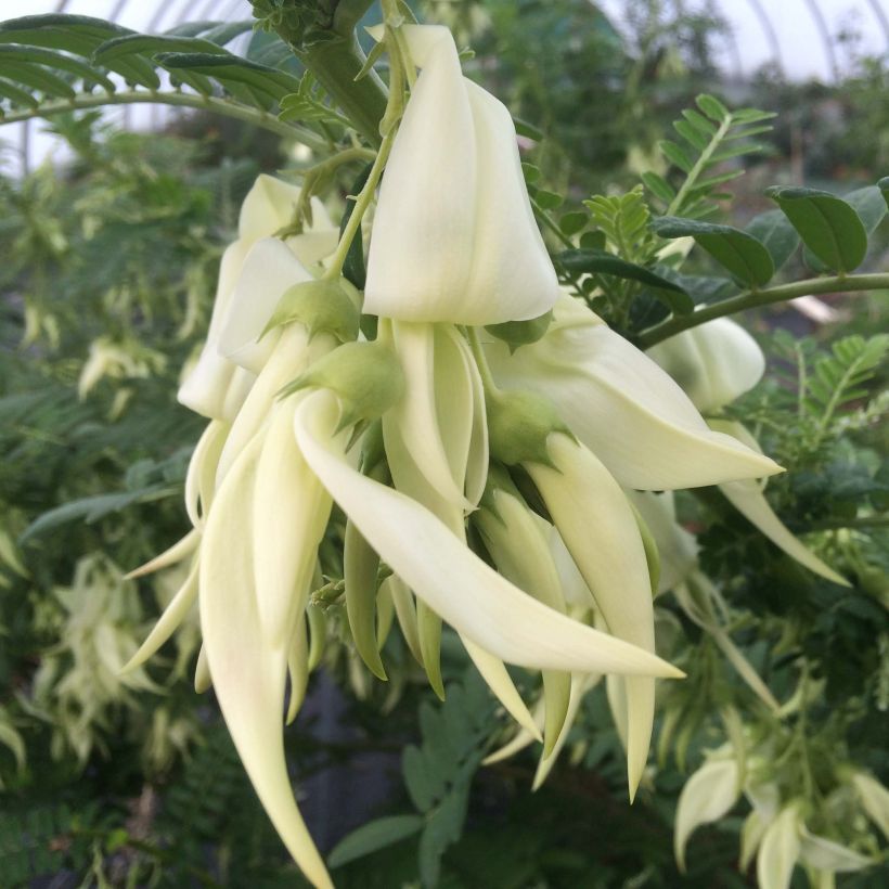 Clianthus puniceus White Heron - Pince de Homard (Flowering)