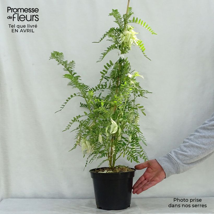 Example of Clianthus puniceus White Heron - Pince de Homard Pot de 3L/4L as you get in printemps