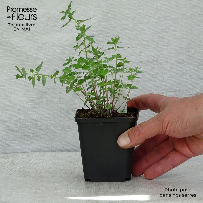 Spécimen de Codonopsis clematidea Godet de 8/9 cm tel que livré au printemps