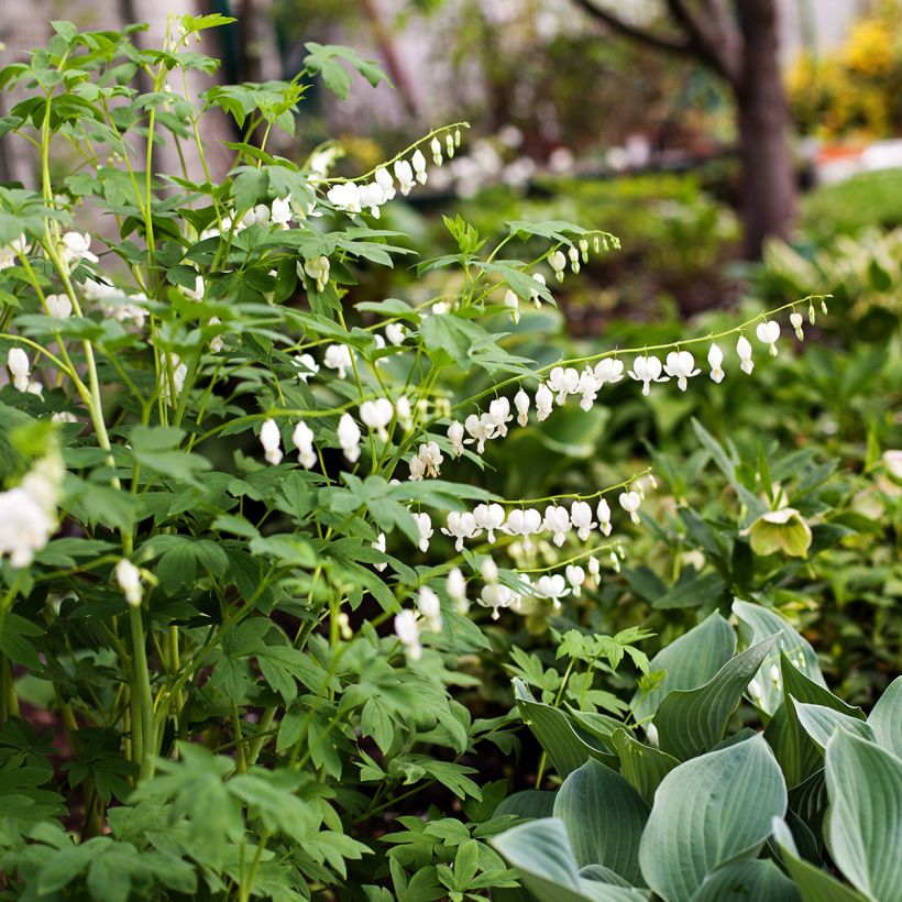 Coeur de Marie Blanc - Dicentra spectabilis Alba (Plant habit)