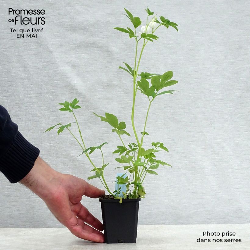 Example of Coeur de Marie Blanc - Dicentra spectabilis Alba Godet de 8/9 cm as you get in printemps