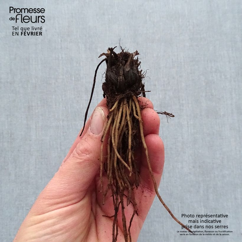 Example of Coeur de Marie - Dicentra Candy Hearts Racines nues, Qualité premium as you get in hiver