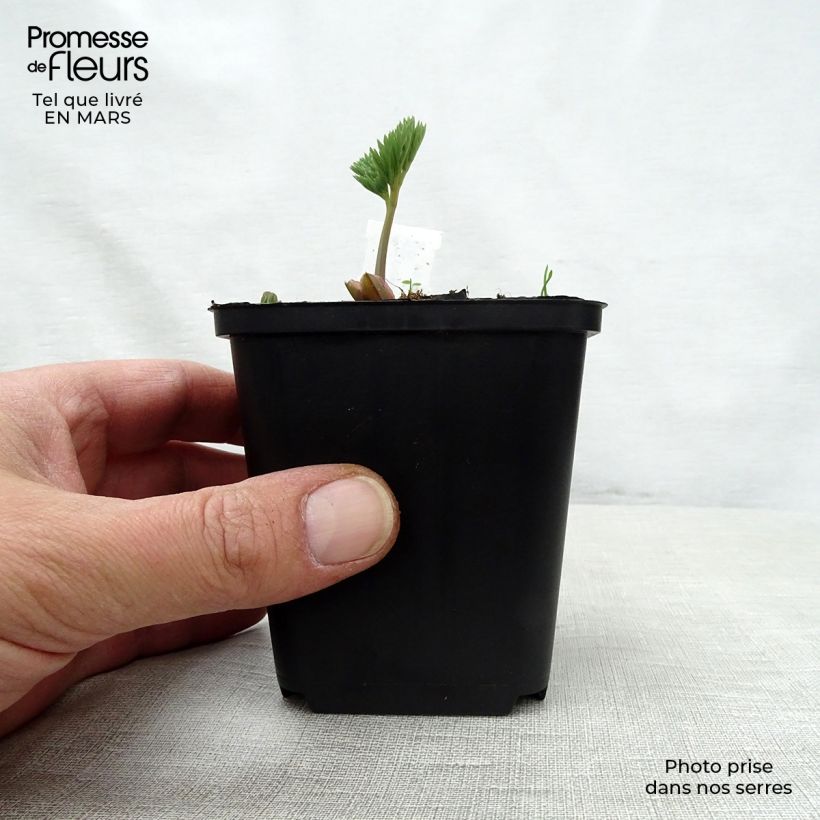 Spécimen de Coeur de Marie - Dicentra eximia Stuart Boothman Godet de 8/9 cm tel que livré au printemps