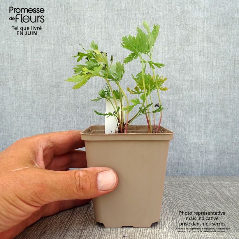 Spécimen de Coeur de Marie, Dicentra formosa Bacchanal Godet de 8/9 cm tel que livré en été
