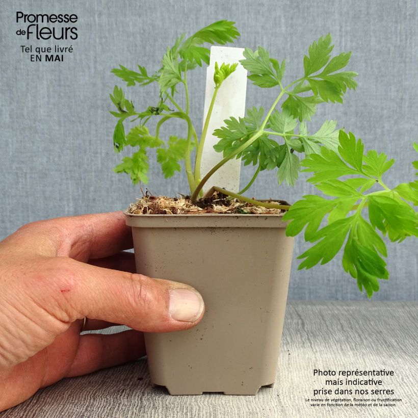 Spécimen de Coeur de Marie - Dicentra formosa Spring Gold Godet de 8/9 cm tel que livré au printemps