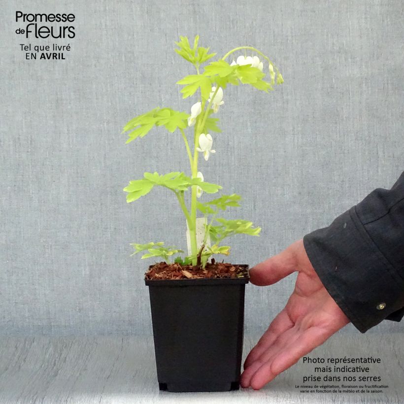 Example of Coeur de Marie - Dicentra spectabilis White Gold Godet de 8/9 cm as you get in printemps