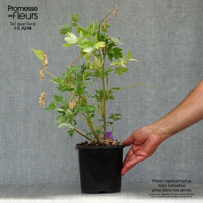 Spécimen de Coeur de Marie - Dicentra spectabilis Yellow Leaf Pot de 3L/4L tel que livré en été