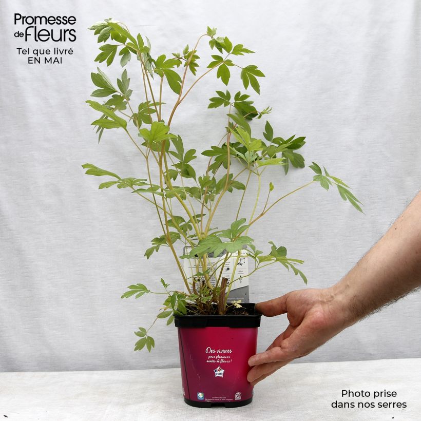 Spécimen de Coeur de Marie Rose - Dicentra spectabilis Pot de 2L/3L tel que livré au printemps