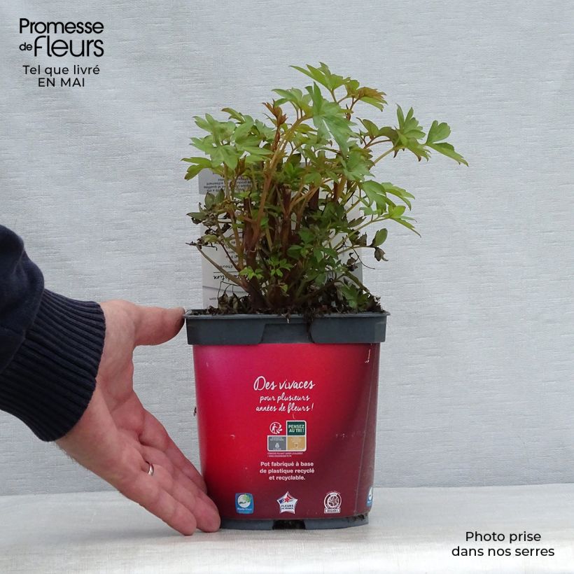 Spécimen de Coeur de Marie Rouge - Dicentra spectabilis Valentine Pot de 2L/3L tel que livré au printemps