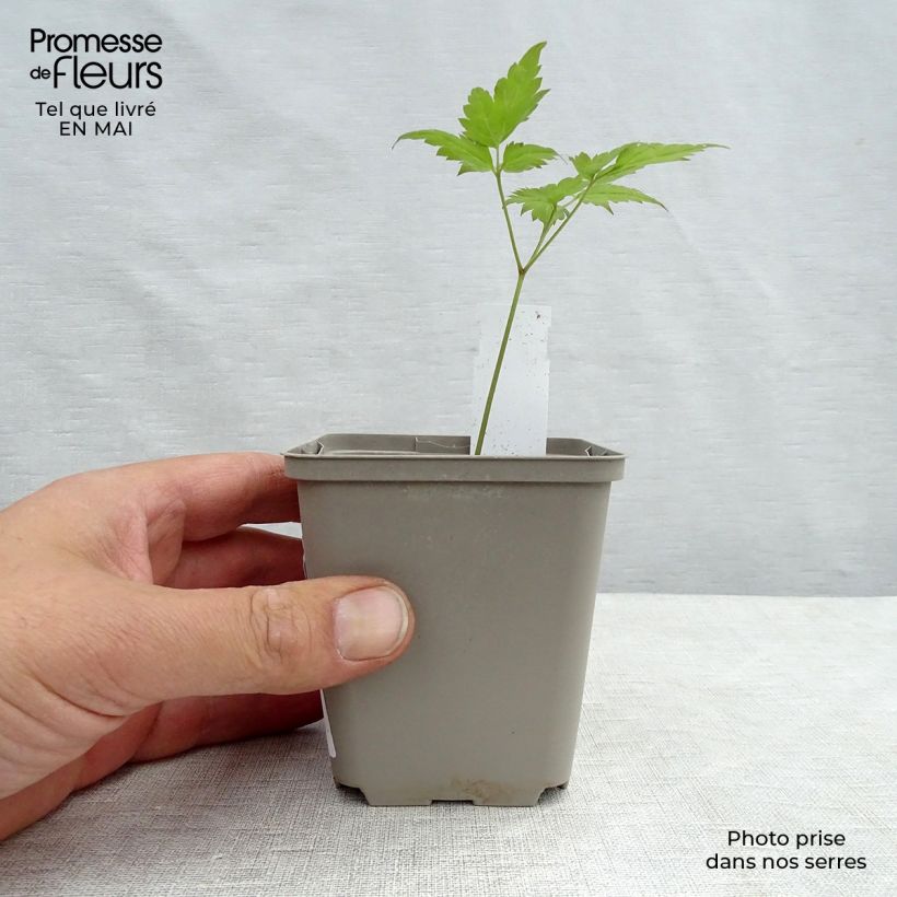 Spécimen de Coeur de Marie Rouge - Dicentra spectabilis Valentine Godet de 7/8 cm tel que livré au printemps