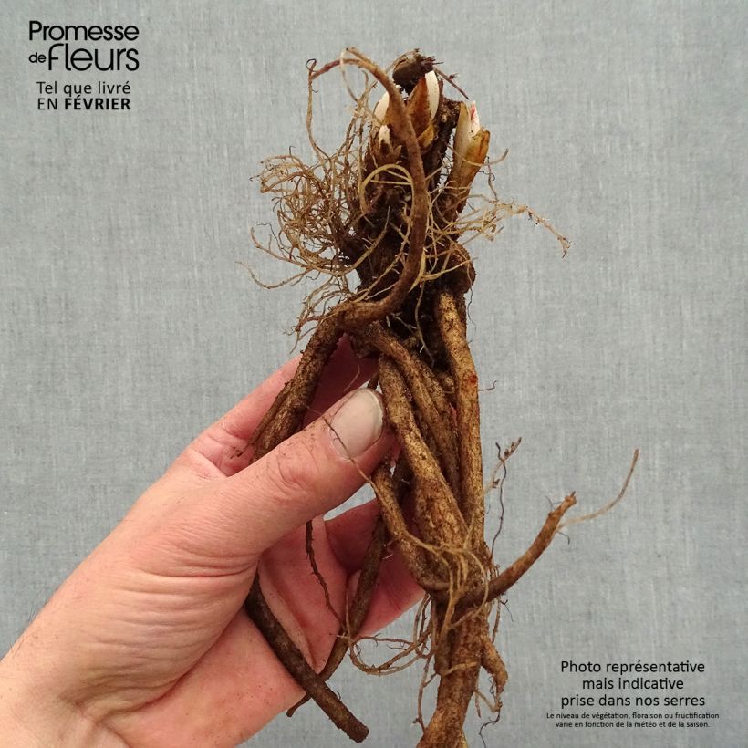Spécimen de Coeur de Marie Rouge - Dicentra spectabilis Valentine Racines nues, Qualité premium tel que livré en hiver