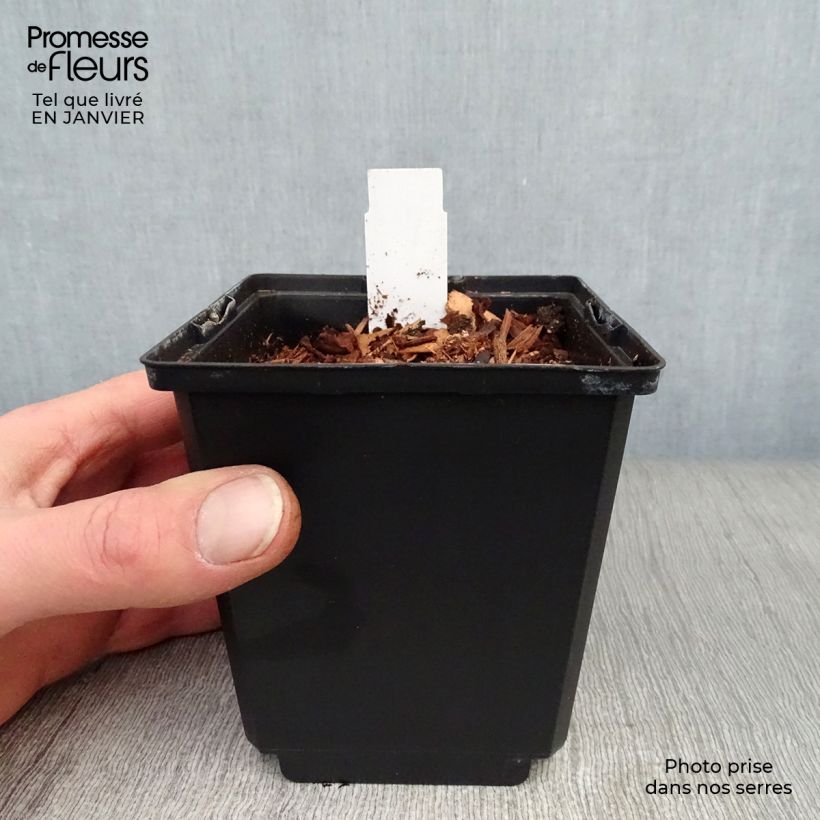 Example of Coeur de Marie doré - Dicentra spectabilis Goldheart® Pot de 10 cm/11cm as you get in hiver