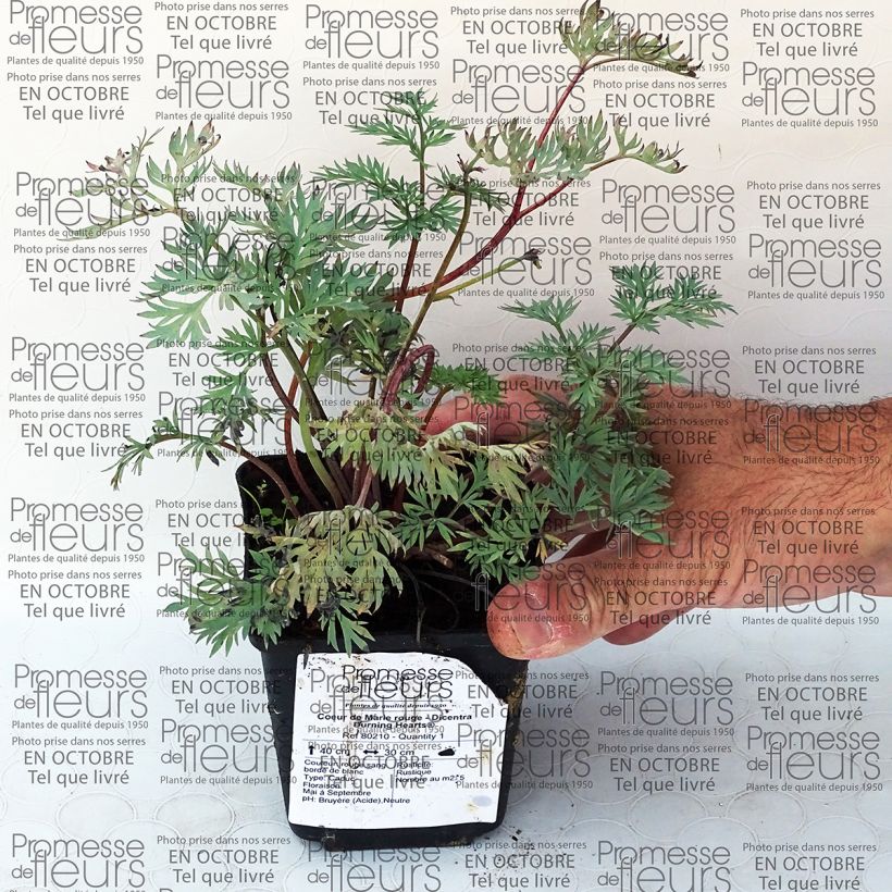 Exemple de spécimen de Coeur de Marie rouge - Dicentra Burning Hearts® Godet de 8/9 cm tel que livré