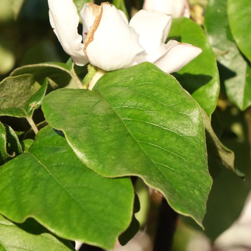 Cognassier Aromatnaya - Cydonia oblonga (Feuillage)