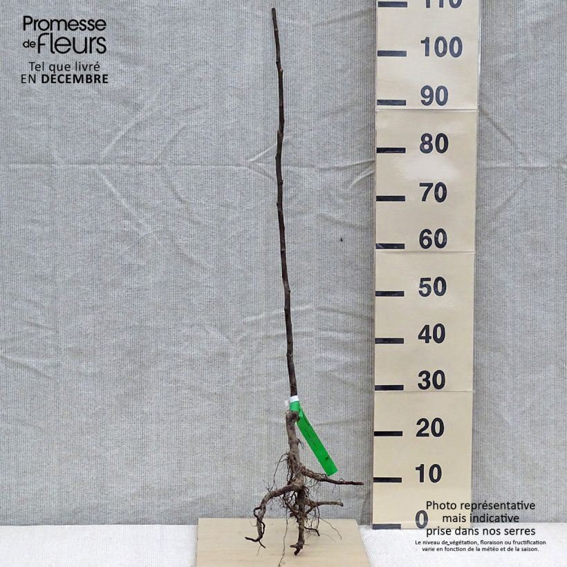Spécimen de Cognassier Champion Bio Racines nues, Scion tel que livré en hiver