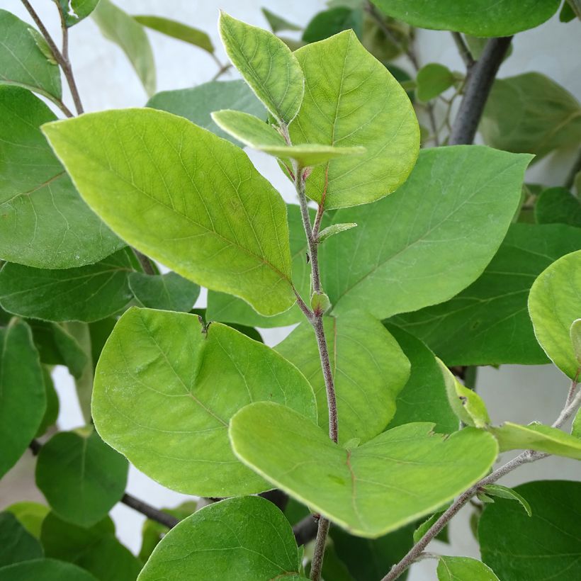 Cognassier Champion (Foliage)