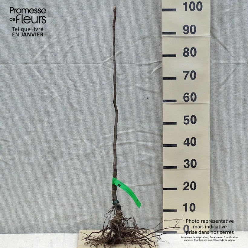 Spécimen de Cognassier Monstrueux de Vranja Bio Racines nues, Scion tel que livré en hiver