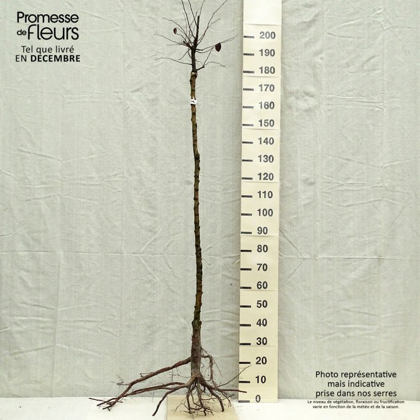 Spécimen de Cognassier commun - Cydonia oblonga Racines nues, Demi-Tige tel que livré en hiver