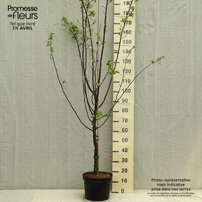 Example of Cognassier commun - Cydonia oblonga Leskovacz Pot de 7,5L/10L as you get in printemps