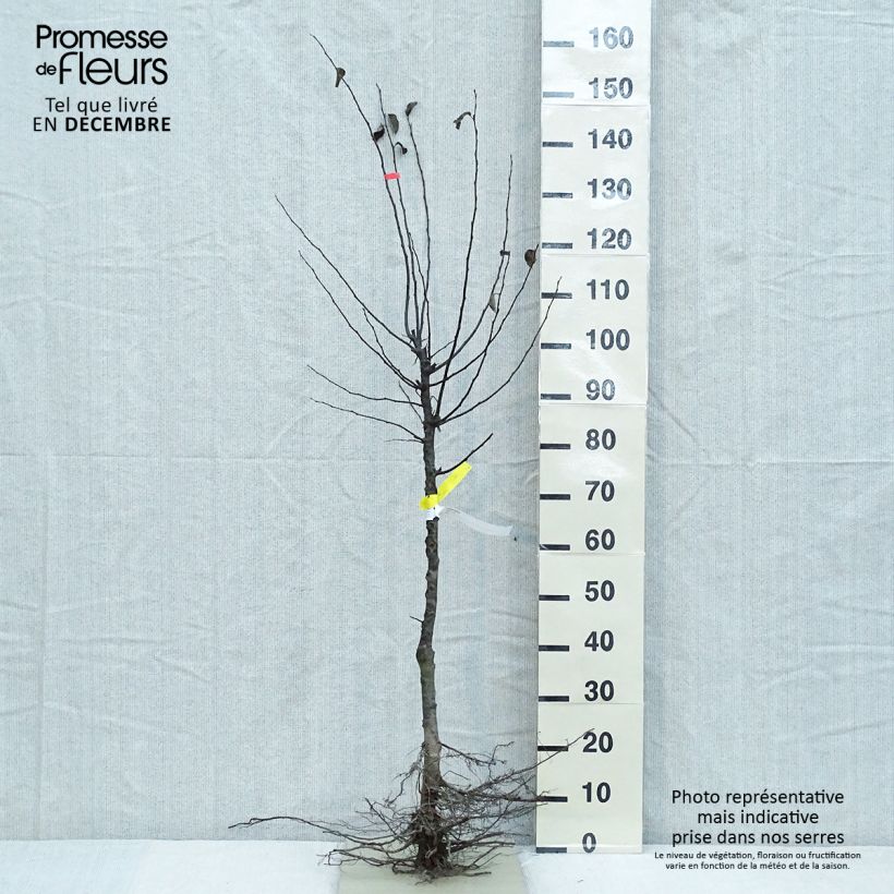 Spécimen de Cognassier commun - Cydonia oblonga Racines nues, Gobelet tel que livré en hiver