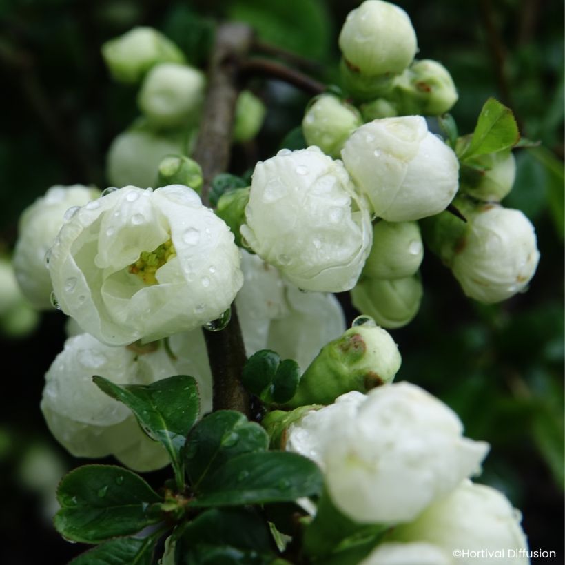 Cognassier du Japon - Chaenomeles speciosa Double Delice Pure (Flowering)