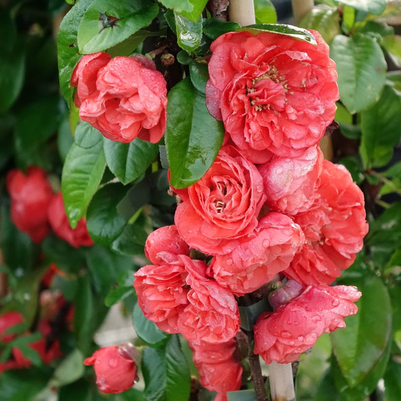 Cognassier du Japon - Chaenomeles speciosa Mango Storm (Floraison)