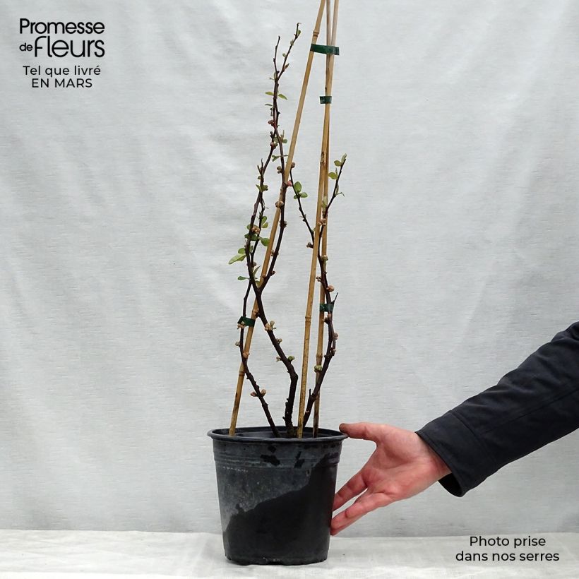 Example of Cognassier du Japon - Chaenomeles speciosa Mango Storm Pot de 3L/4L as you get in printemps