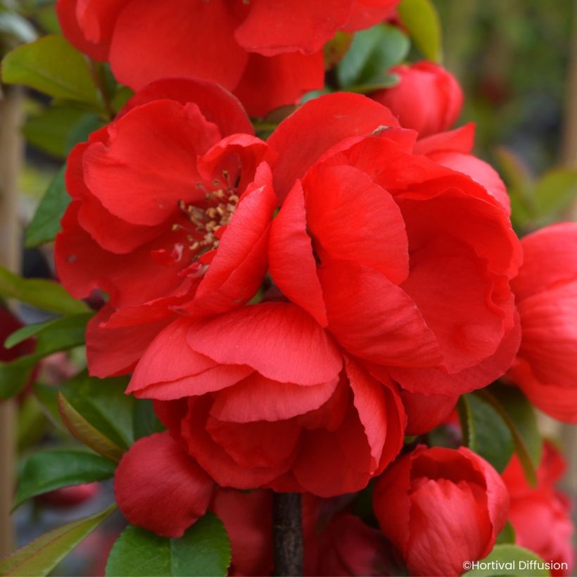 Cognassier du Japon - Chaenomeles speciosa Double Delice Rouge Baiser (Floraison)