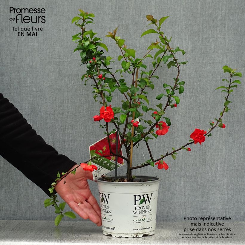 Example of Cognassier du Japon - Chaenomeles speciosa Scarlet Storm   Pot de 3L/4L as you get in printemps