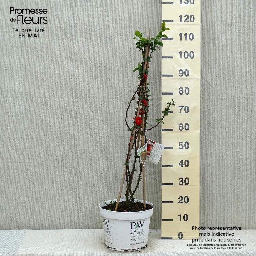 Example of Cognassier du Japon - Chaenomeles speciosa Scarlet Storm   Pot de 7,5L/10L as you get in printemps