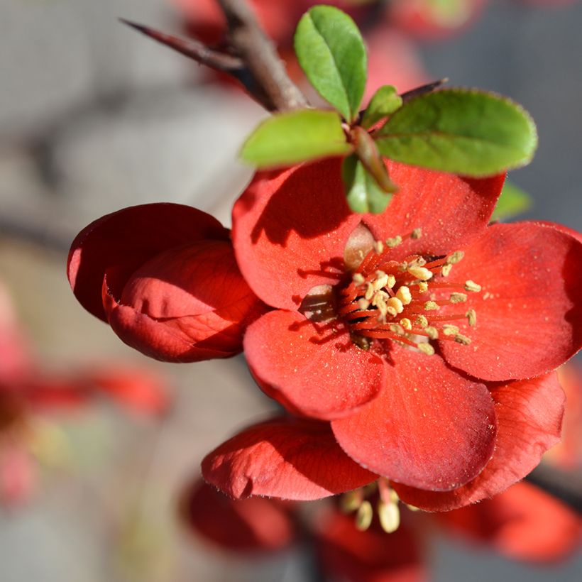 Cognassier du Japon - Chaenomeles x superba Hollandia (Flowering)