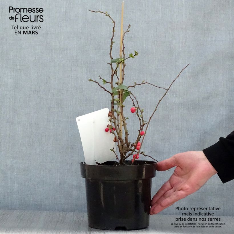 Spécimen de Cognassier du Japon - Chaenomeles x superba Texas Scarlet Pot de 2L/3L tel que livré au printemps