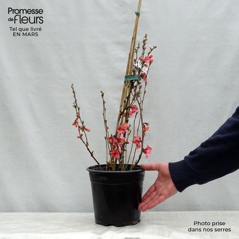 Example of Cognassier du Japon Eximia - Chaenomeles speciosa  Pot de 4L/5L as you get in printemps