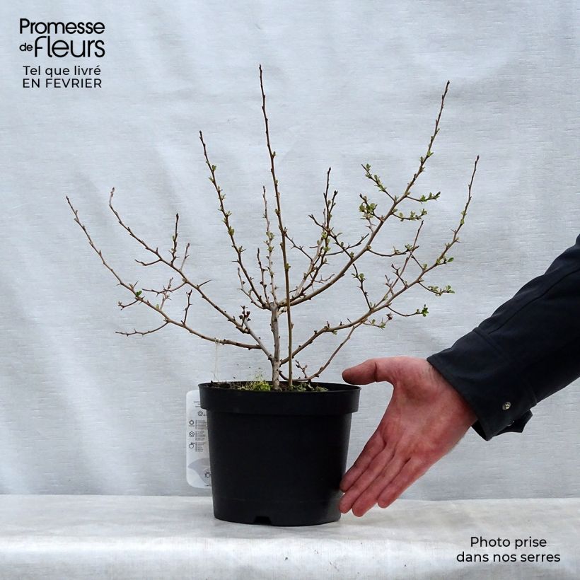 Example of Cognassier du Japon Fire dance - Chaenomeles speciosa  Pot de 2L/3L as you get in hiver