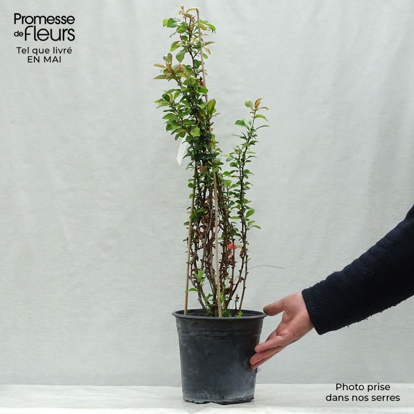 Example of Cognassier du Japon Friesdorfer - Chaenomeles speciosa  Pot de 3L/4L as you get in printemps