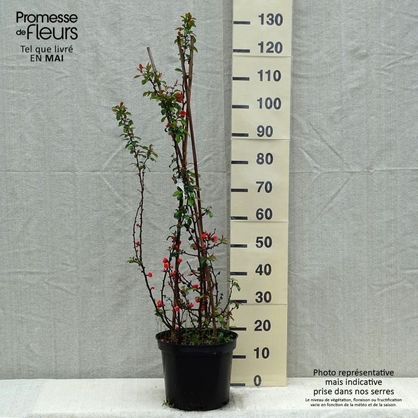Example of Cognassier du Japon Friesdorfer - Chaenomeles speciosa  Pot de 7,5L/10L as you get in printemps
