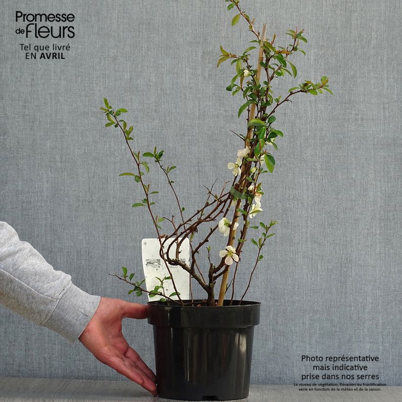 Example of Cognassier du Japon Jet Trail - Chaenomeles superba  Pot de 3L/4L as you get in printemps