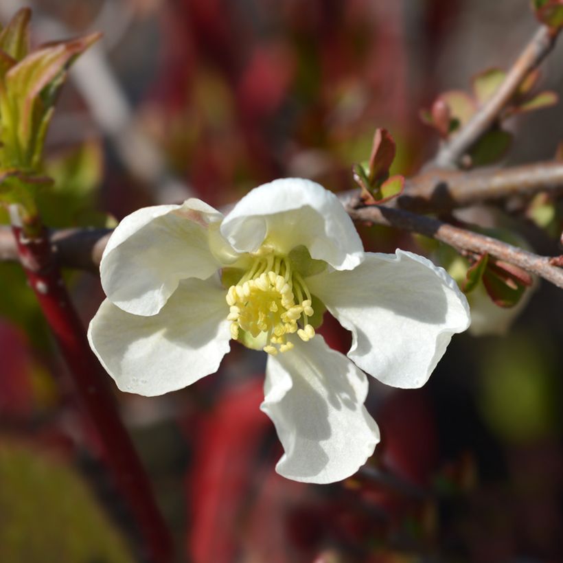 Cognassier du Japon Jet Trail - Chaenomeles superba  (Flowering)