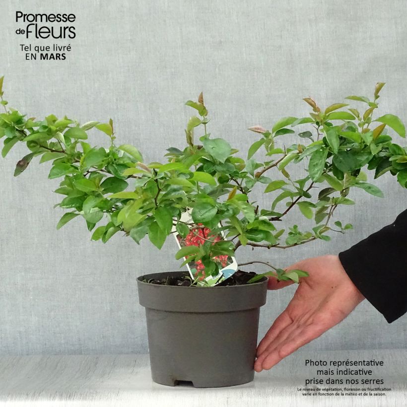 Example of Chaenomeles superba Nicoline - Chaenomeles superba Pot de 2L/3L as you get in printemps