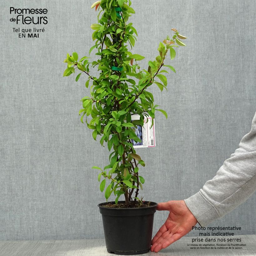 Example of Cognassier du Japon Nivalis - Chaenomeles speciosa  Pot de 2L/3L as you get in printemps