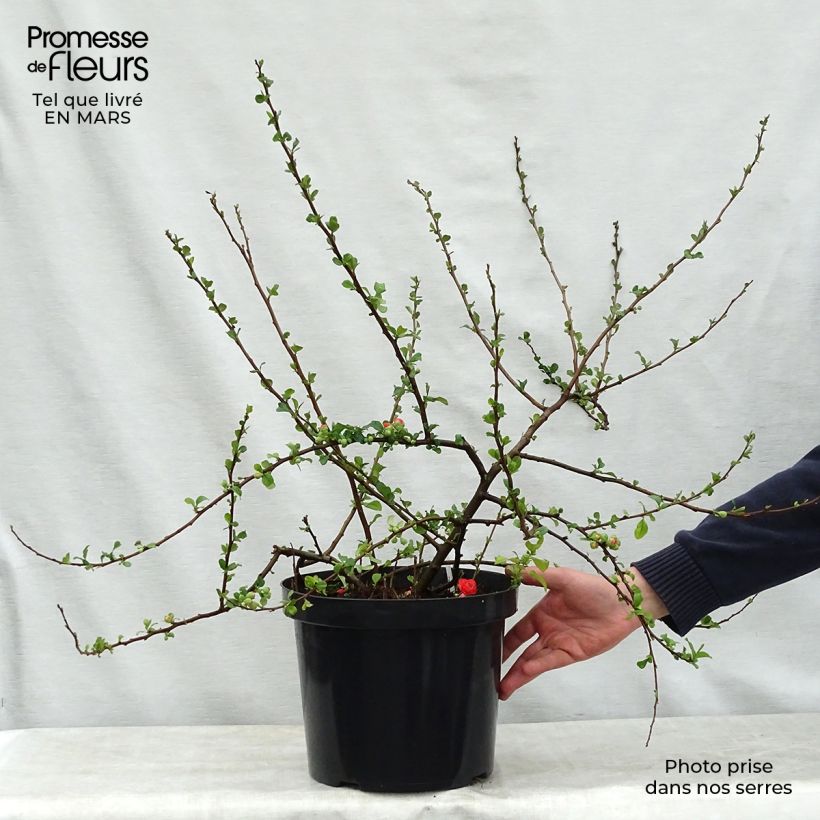 Example of Cognassier du Japon Orange Storm - Chaenomeles speciosa Pot de 7,5L/10L as you get in printemps