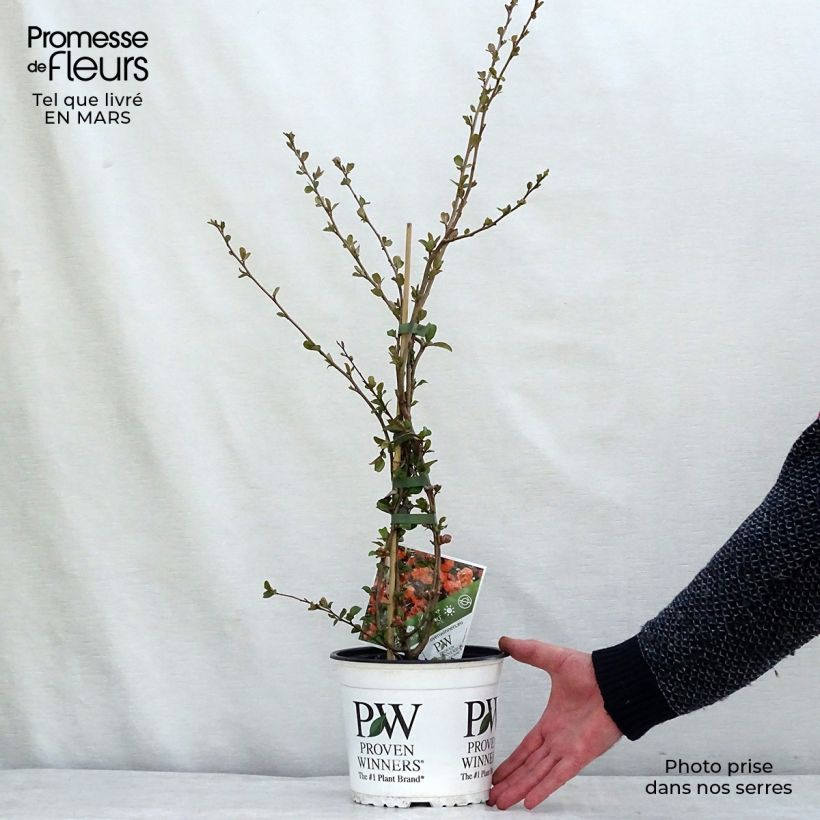 Example of Cognassier du Japon Orange Storm - Chaenomeles speciosa Pot de 2L/3L as you get in printemps