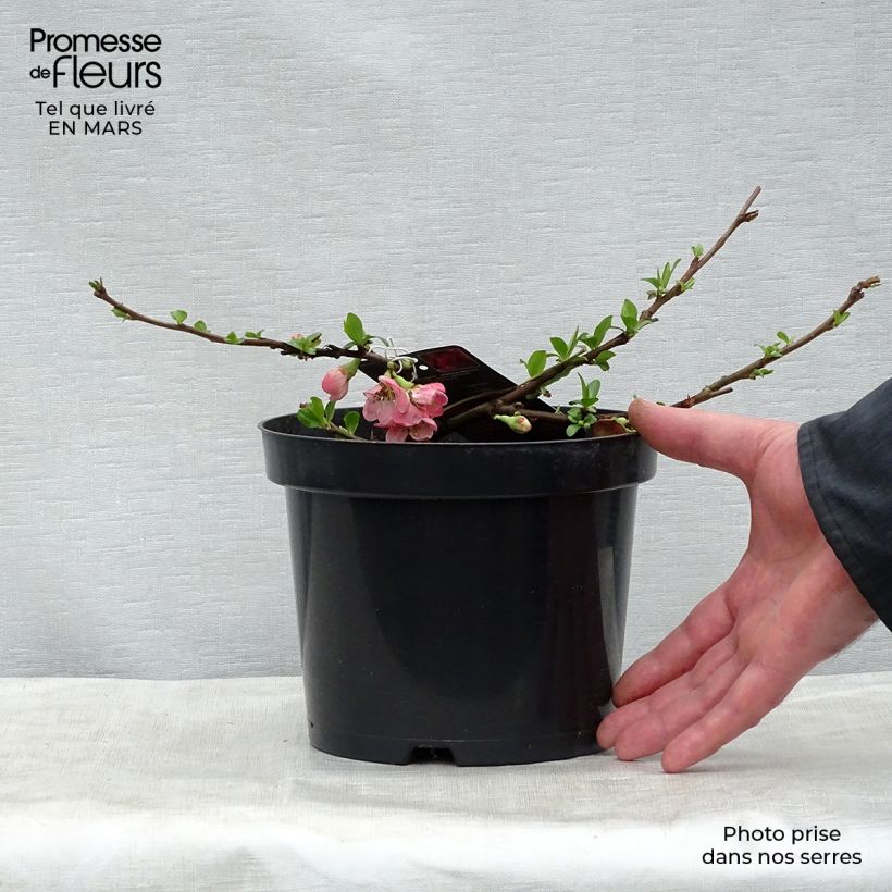 Example of Cognassier du Japon Pink Lady - Chaenomeles superba  Pot de 2L/3L as you get in printemps