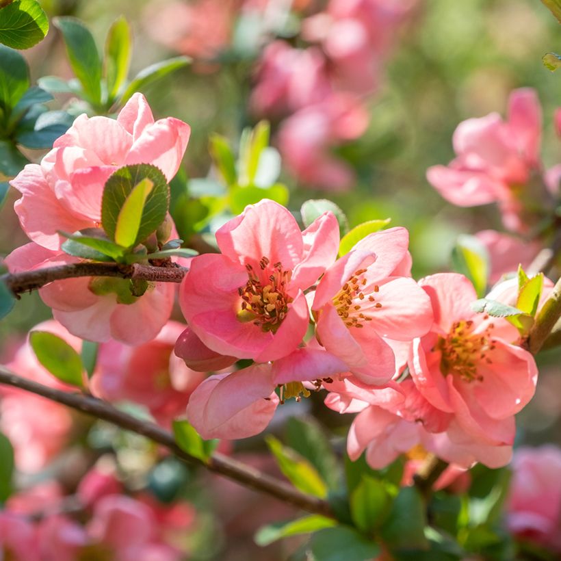 Cognassier du Japon Pink Lady - Chaenomeles superba  (Flowering)