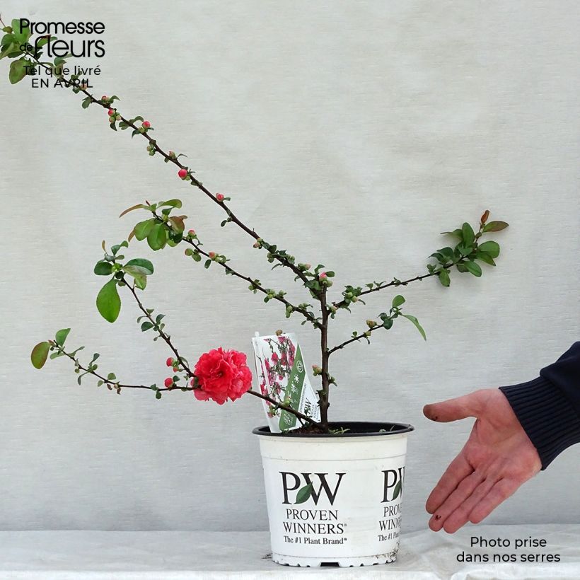 Example of Cognassier du Japon Pink Storm - Chaenomeles speciosa  Pot de 2L/3L as you get in printemps