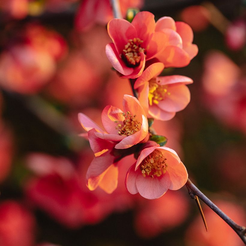 Cognassier du Japon Red Joy - Chaenomeles superba  (Floraison)