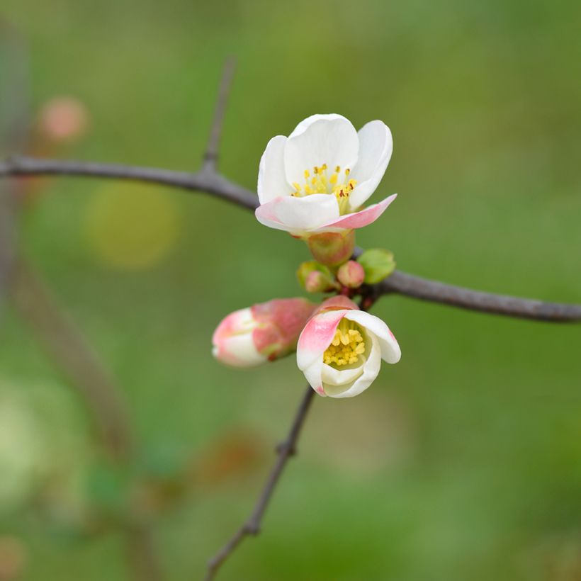 Cognassier du Japon Toyo-Nishiki - Chaenomeles speciosa (Flowering)